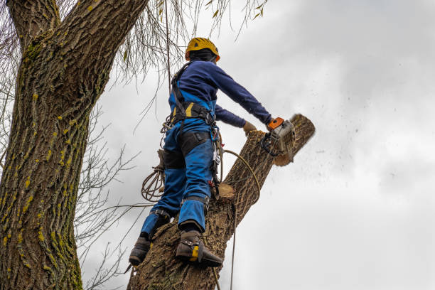 How Our Tree Care Process Works  in Valhalla, NY